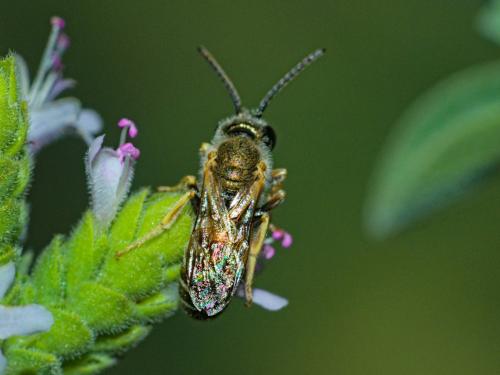 Seladonia subaurata