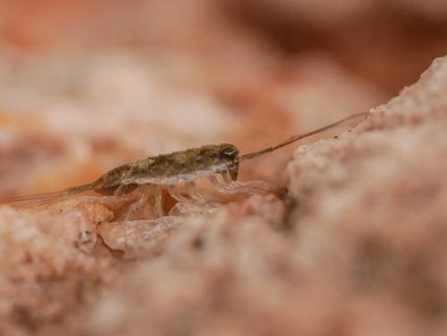 Ligia italica