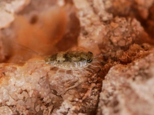Ligia italica