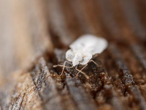 Corythucha ciliata