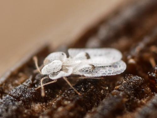 Corythucha ciliata