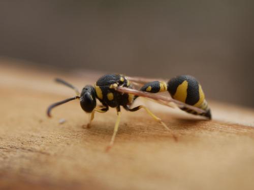 Eumenes sp.