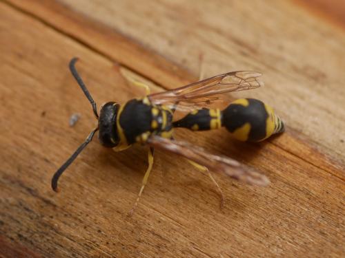 Eumenes sp.