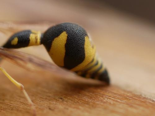 Eumenes sp.