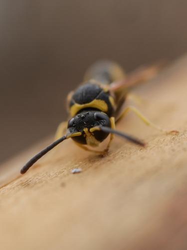 Eumenes sp.