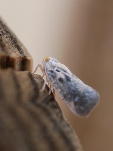 Metcalfa pruinosa