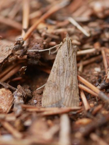 Nomophila noctuella
