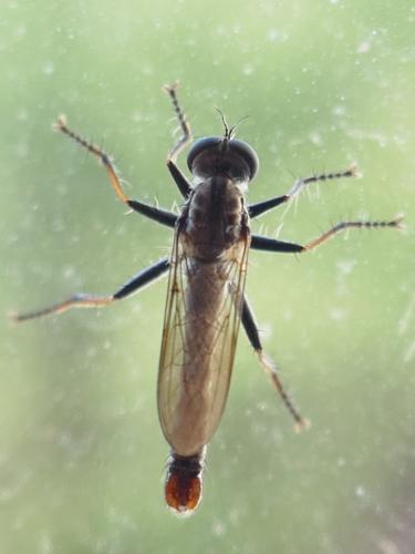 Réf. 308 957 : Cerdistus erythrurus
