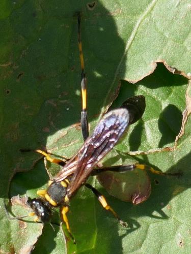 Réf. 308 361 : Sceliphron caementarium