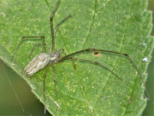 Tetragnatha sp.