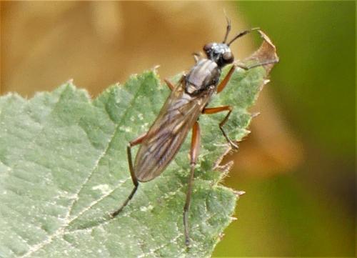 Réf. 308 549 : Sepedon sphegea