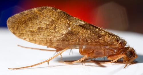 Rhyacophila dorsalis dorsalis