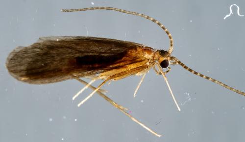 Lype phaeopa