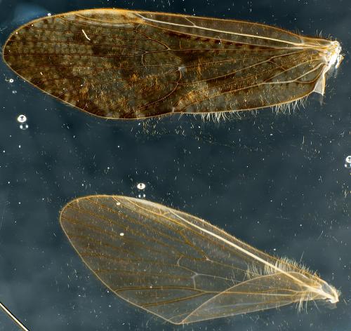 Rhyacophila dorsalis dorsalis