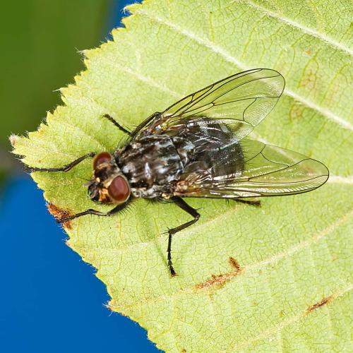 Réf. 308 952 : Polietes meridionalis