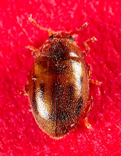 Rhyzobius chrysomeloides