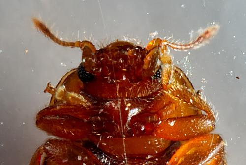 Réf. 308 502 : Rhyzobius chrysomeloides