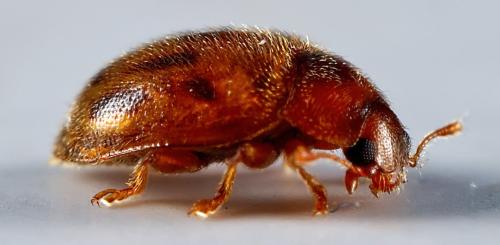 Réf. 308 330 : Rhyzobius chrysomeloides
