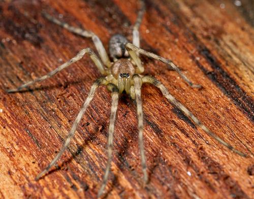 Réf. 308 285 : Segestria bavarica