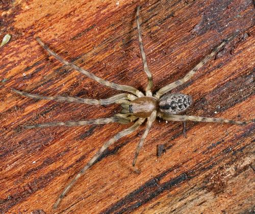 Segestria bavarica