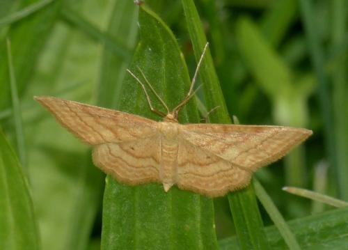 Réf. 308 164 : Idaea ochrata