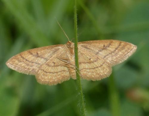 Réf. 308 163 : Idaea ochrata