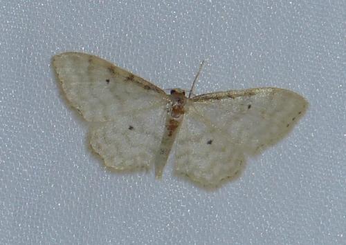 Réf. 308 162 : Idaea fuscovenosa