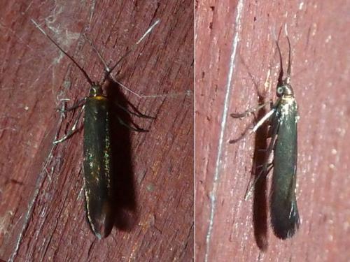 Coleophora sp.