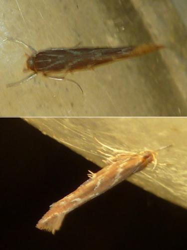 Pyroderces argyrogrammos
