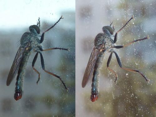 Réf. 308 958 : Cerdistus erythrurus