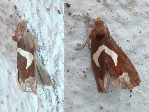 Epiblema foenella