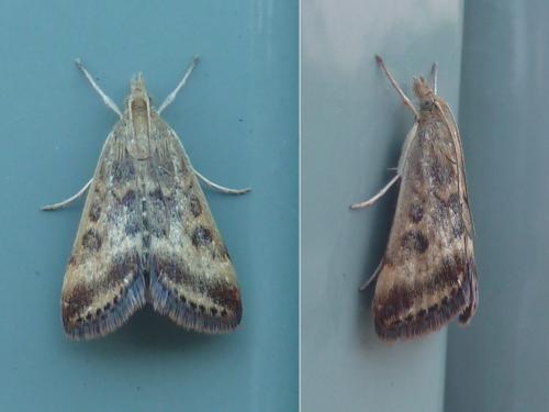 Pyrausta despicata