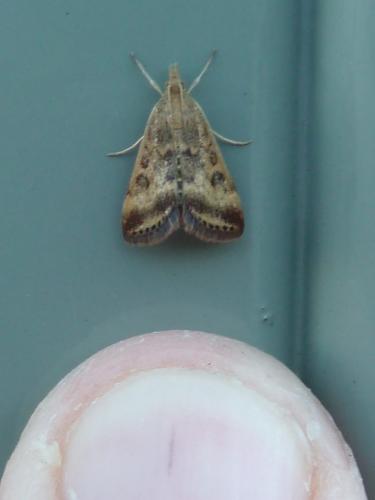 Pyrausta despicata