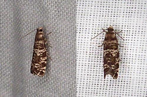 Réf. 308 013 : Epinotia tedella