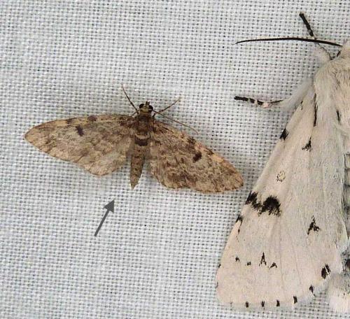 Réf. 308 679 : Eupithecia tantillaria