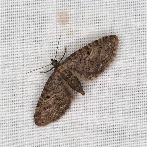 Eupithecia sp.