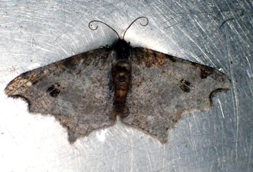 Macaria alternata