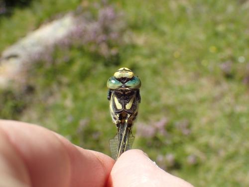 Cordulegaster boltonii