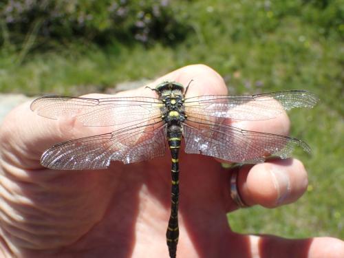 Cordulegaster boltonii