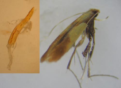 Caloptilia alchimiella