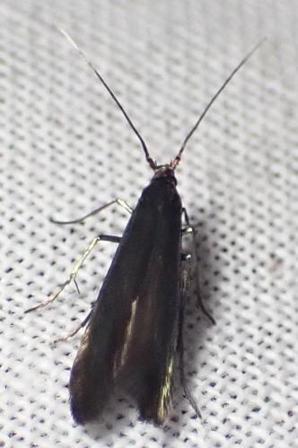 Coleophora sp.