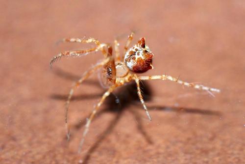 Ero tuberculata