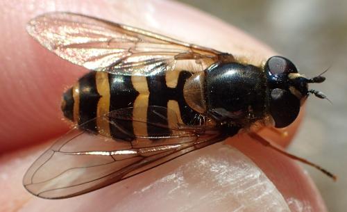 Eriozona erratica