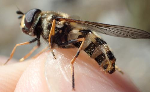 Eriozona erratica