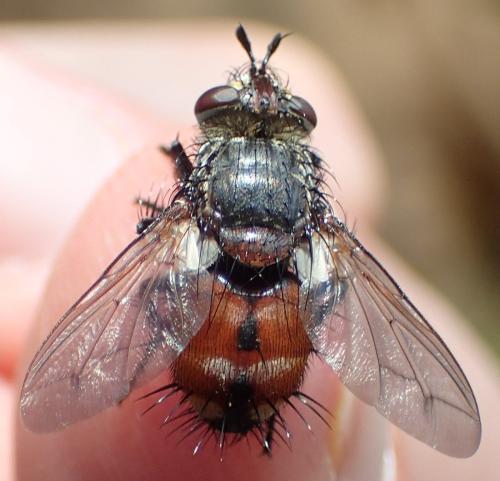 Peleteria rubescens