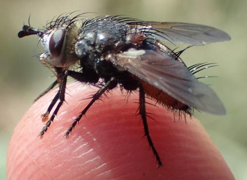 Peleteria rubescens
