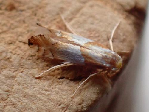 Phyllonorycter roboris