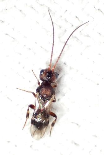 Phanerotoma sp.