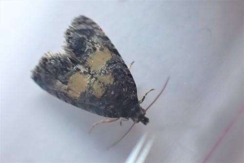 Endothenia nigricostana