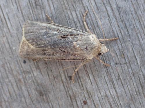 Réf. 308 864 : Agrotis segetum